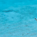 ロックビューティーのチンアナゴ